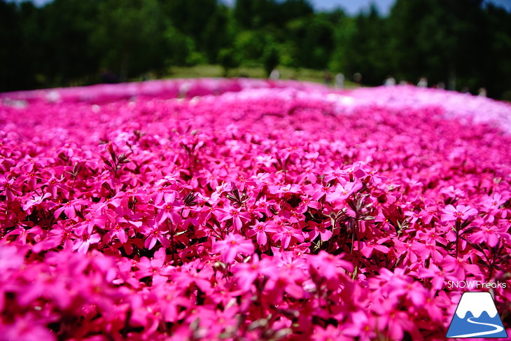 倶知安旭ヶ丘スキー場と三島さん家の芝桜の丘。